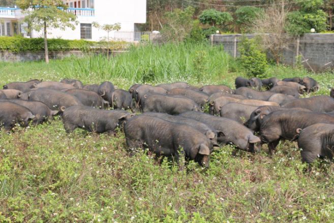 钦州浦北黑猪公用品牌在南宁发布