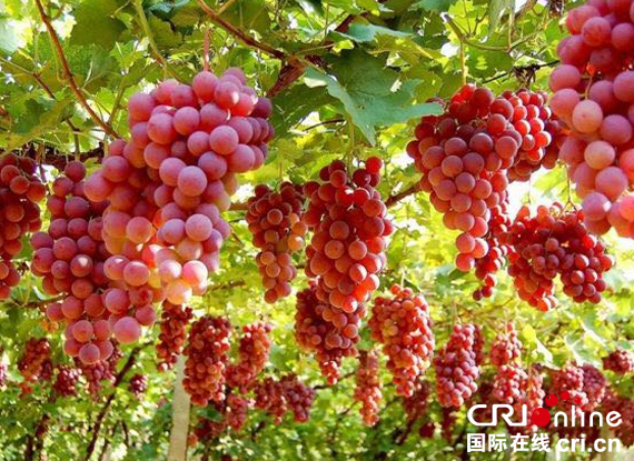 图片默认标题_fororder_未标题-1