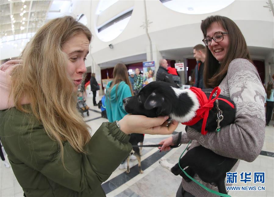 「新华网」白俄罗斯：为流浪动物寻找爱心主人