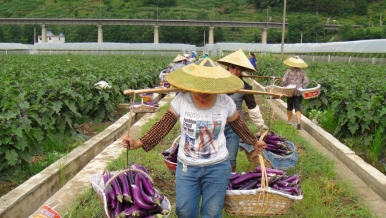 【聚焦两会·东西部扶贫协作】打造“菜蓝子”基地 把更多“黔货”运往粤港澳大湾区