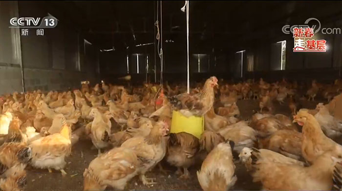 「央视网」【新春走基层·脱贫攻坚一线见闻】林下鸡入沪记：