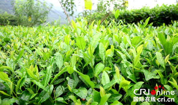 图片默认标题_fororder_生机勃勃的茶园--摄影-何亚萍