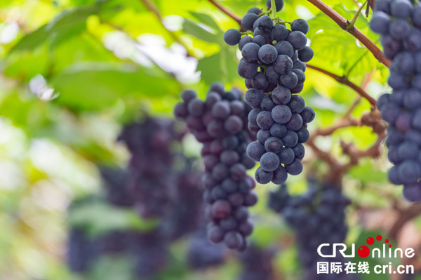 图片默认标题_fororder_5已经成熟的葡萄等待游客采摘（摄影-廖志全）
