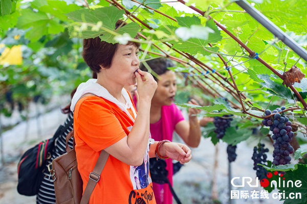 图片默认标题_fororder_4市民采摘并品尝葡萄（摄影-廖志全）