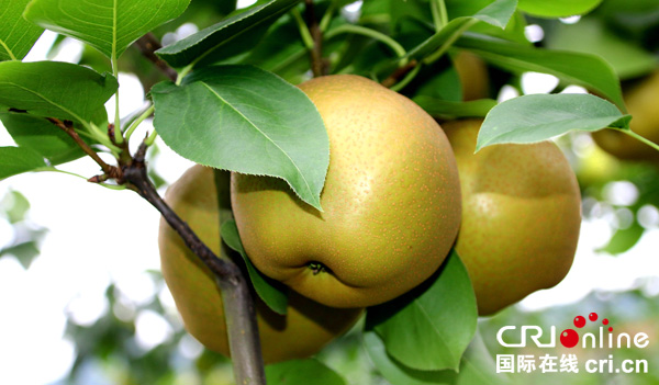 图片默认标题_fororder_还阳村的黄花梨--（摄影--何芳）