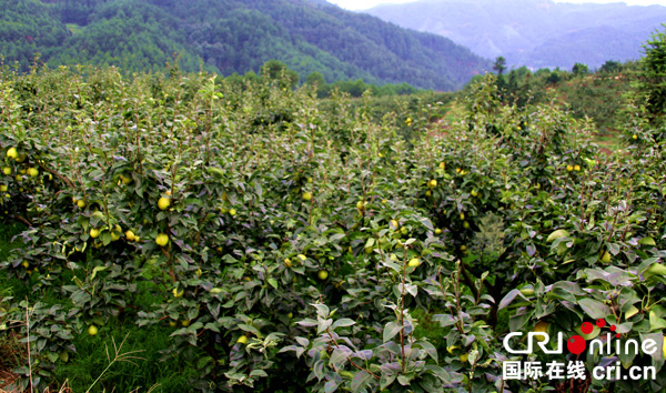 图片默认标题_fororder_梨园一角--（摄影-何芳）