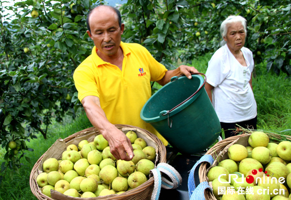 图片默认标题_fororder_梨子种植户刘开远正在往框里装梨--（摄影-高学兵）