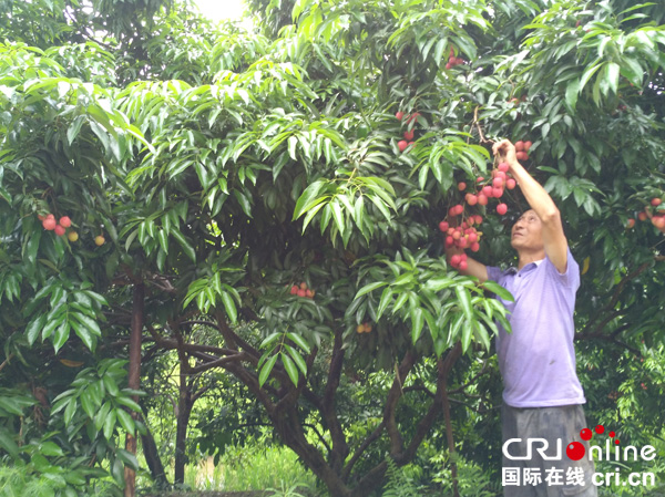 图片默认标题_fororder_村民正在采摘荔枝--摄影张勇