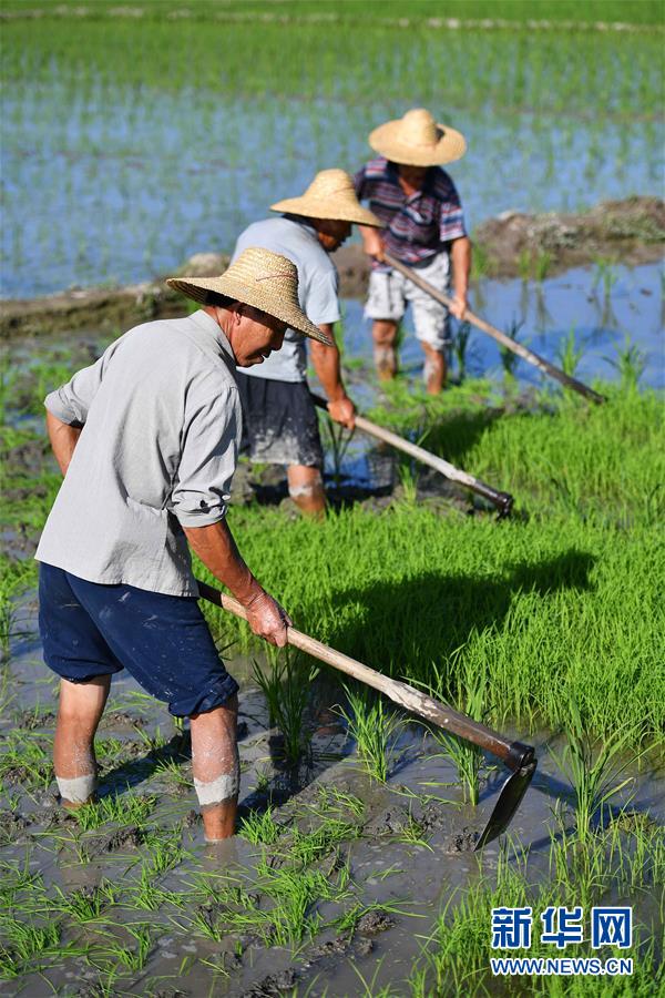 2月7日,三亚市崖城镇的农民在田间耕作.