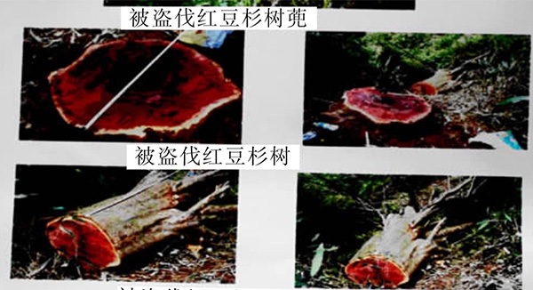 红豆杉被剥皮挖根屡禁未止 近十年判刑逾千起