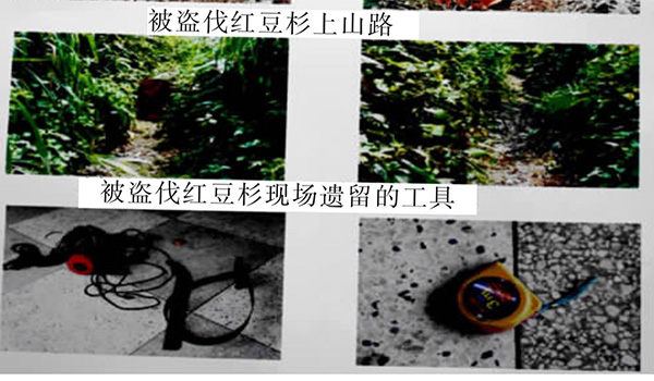 红豆杉被剥皮挖根屡禁未止 近十年判刑逾千起