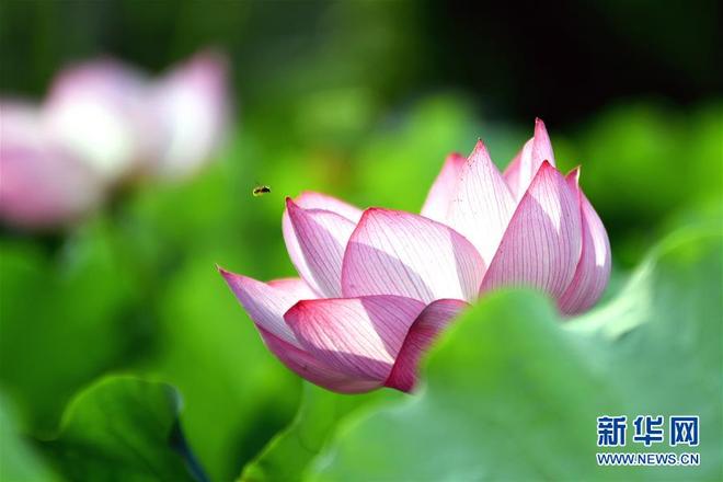 图片默认标题 图片默认标题_fororder_feng