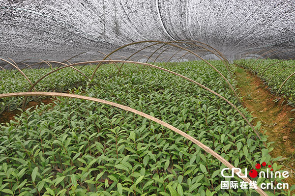 图片默认标题_fororder_1