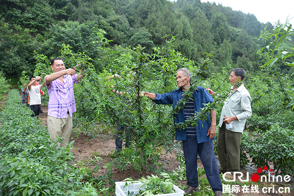 图片默认标题_fororder_村民采摘藤椒