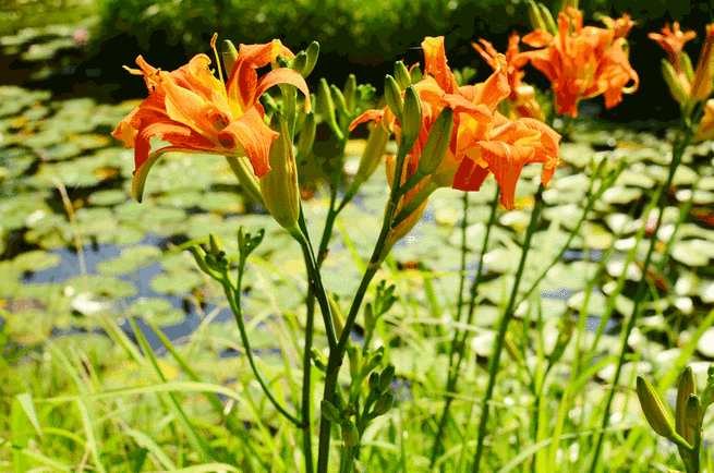 图片默认标题_fororder_2-ヤブカンゾウ