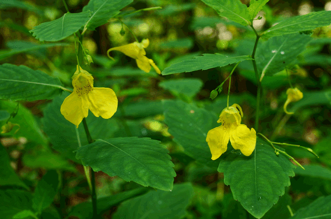 图片默认标题_fororder_5-キツリフネ