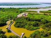 Kuala Sungai Kuning di Dongying