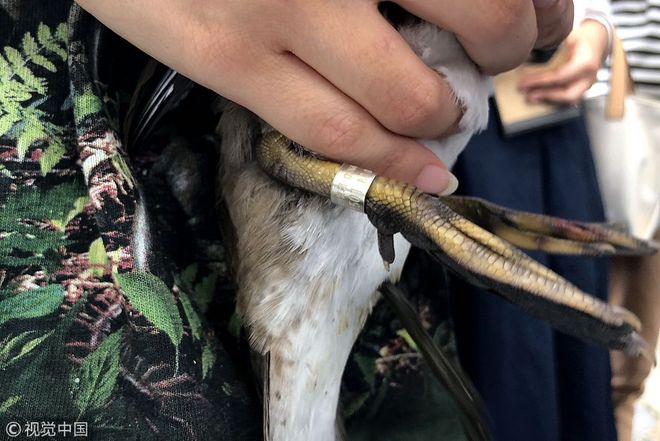 图片默认标题_fororder_niao-3