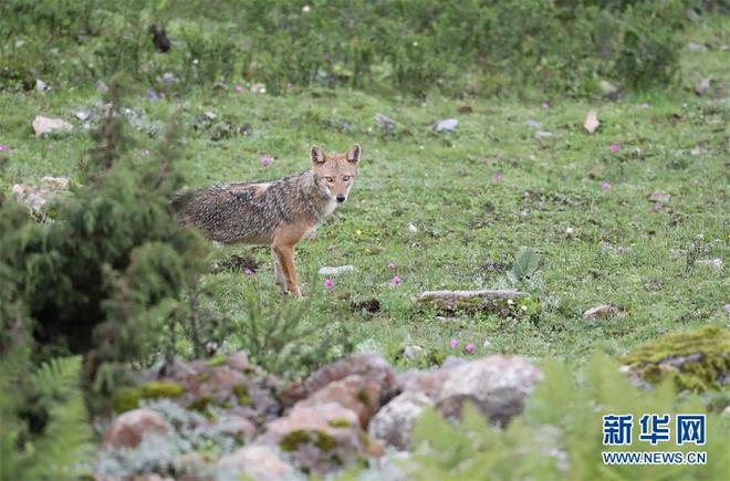 图片默认标题_fororder_1123101292_15311787796411n