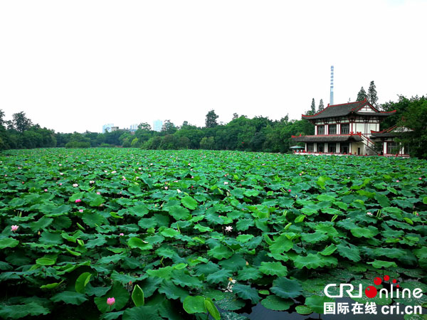 图片默认标题_fororder_荷叶满园