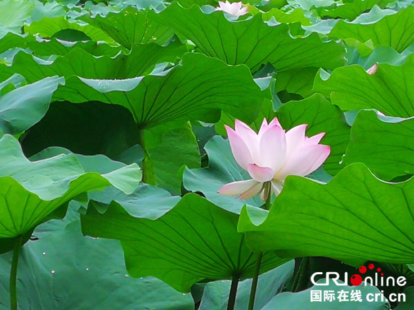 图片默认标题_fororder_天池公园荷花盛开