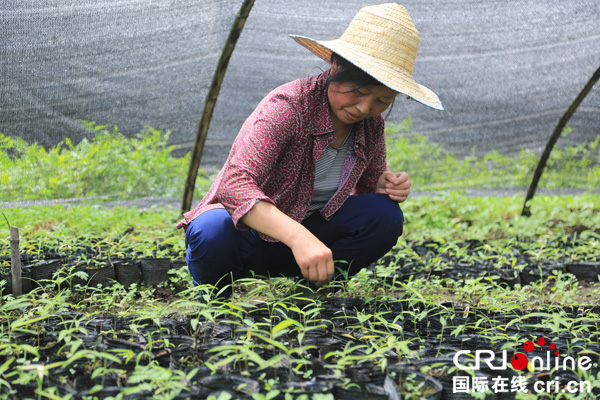 图片默认标题_fororder_工人在育苗基地管护方竹幼苗（陈静--摄）