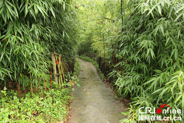 图片默认标题_fororder_方竹迷宫（资料图）