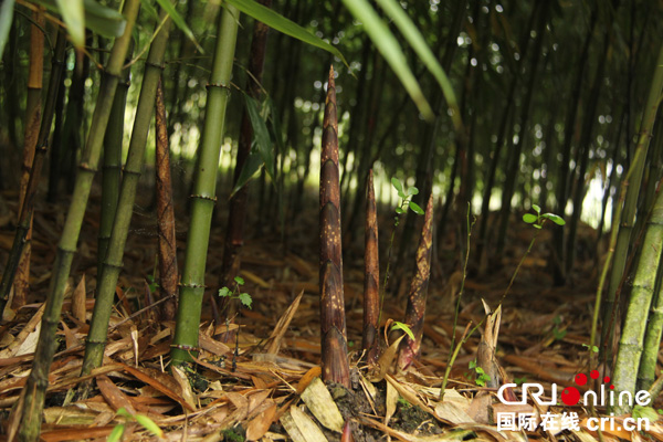 图片默认标题_fororder_方竹笋2（资料图）