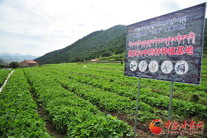 隆哇沟中药材种植基地