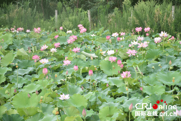 图片默认标题_fororder_3