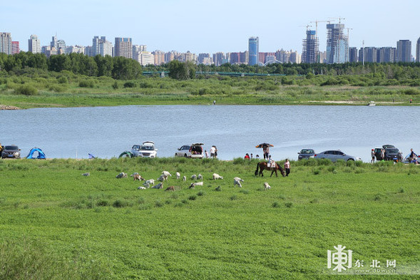 哈尔滨大剧院周边湿地: 一天清出17袋垃圾