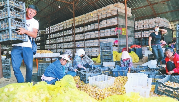 牡丹江市：特色农业发展势头强劲