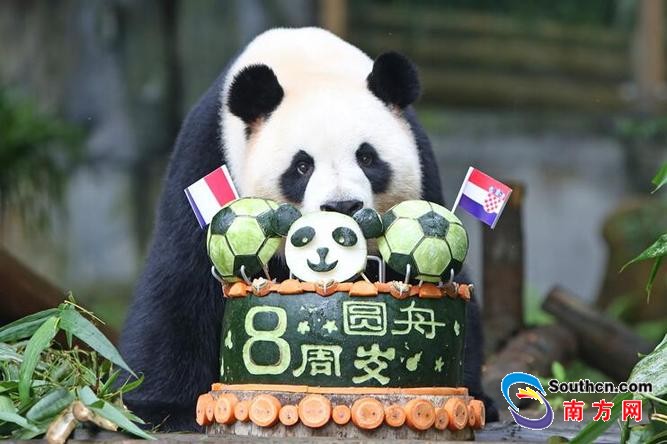 深圳野生动物园的大熊猫圆舟8周岁啦！
