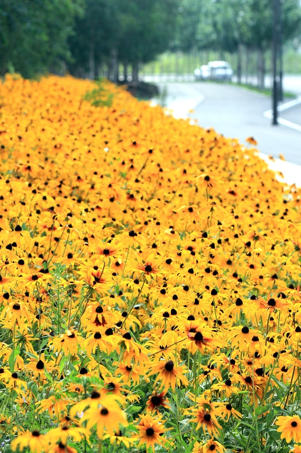 松花江边有条花海路