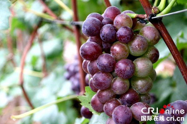 图片默认标题_fororder_百里冲的葡萄-（摄影-高学兵）