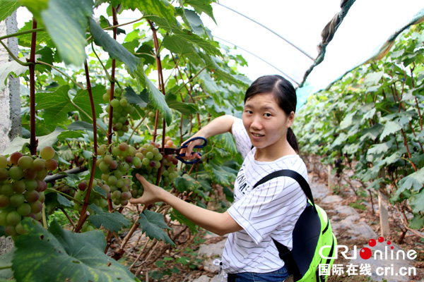 图片默认标题_fororder_游客采摘葡萄--（摄影-高学兵）