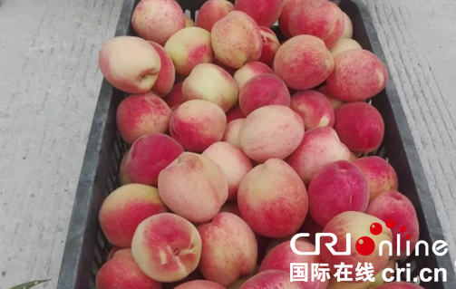 贵州石阡形成四季有果产业布局