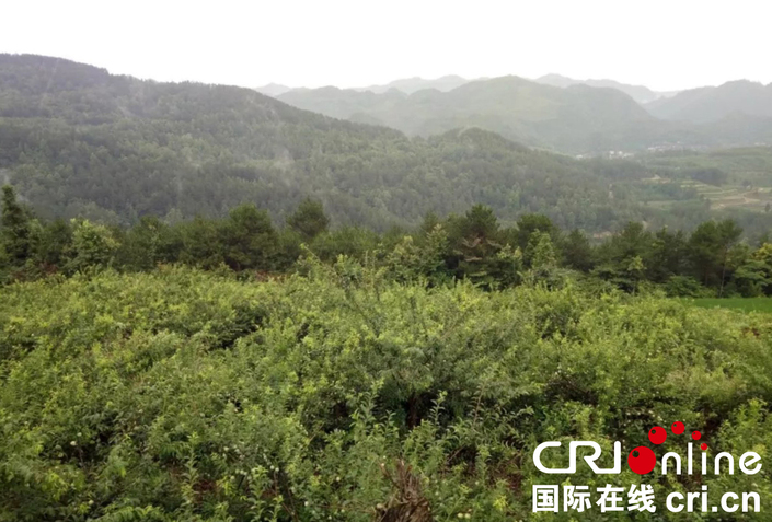 贵州石阡形成四季有果产业布局
