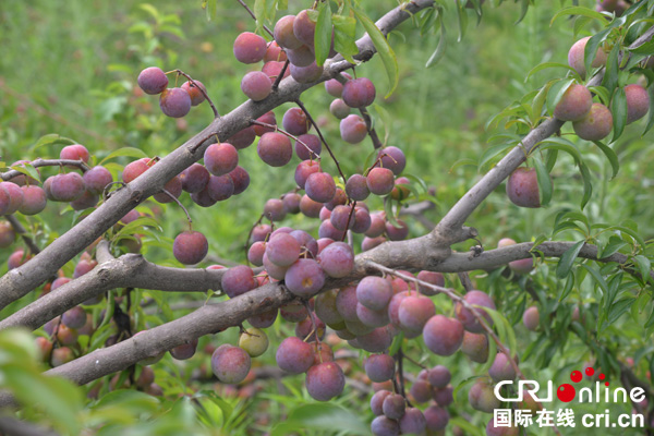 图片默认标题_fororder_硕果累累满枝头