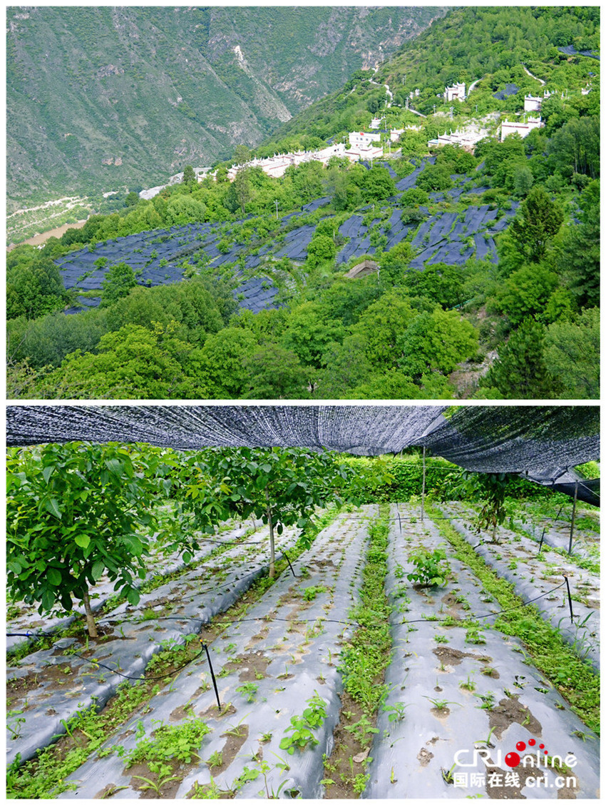 图片默认标题_fororder_4、成华区援建的卡卡村100亩名贵中药材种植基地项目  摄影 张黎萍