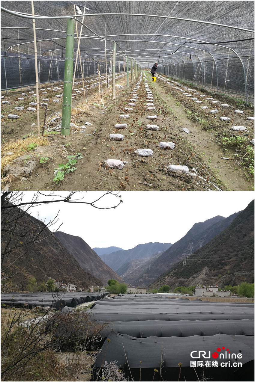 图片默认标题_fororder_8、成华区产业帮扶之羊肚菌基地项目  摄影 张黎萍