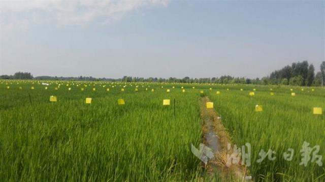 【暂不签】全国示范工程“智慧稻田”全方位监测氮磷迁移