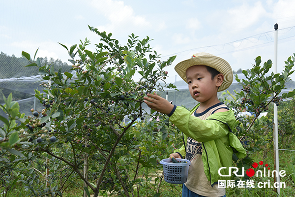 图片默认标题_fororder_小朋友体验采摘乐趣（摄影--徐琴）