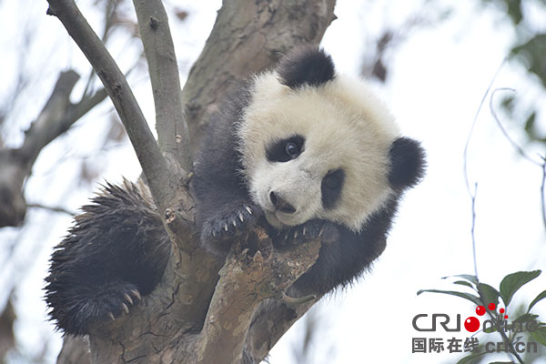 通稿（导航成都，移动端）双遗圣地熊猫乐土 都江堰乃“熊猫之都”三大核心区之一