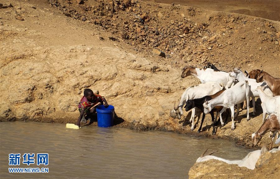 肯尼亚遭遇严重干旱 数百万人面临粮食危机