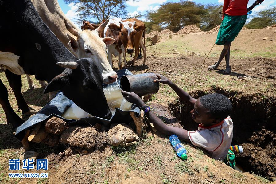 肯尼亚遭遇严重干旱 数百万人面临粮食危机
