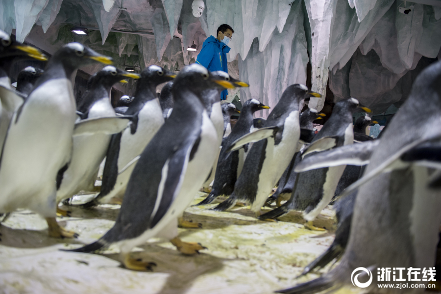 浙江杭州：企鹅“奶爸” 照顾“孩子们”真不容易