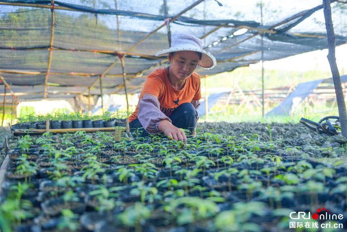 【脱贫攻坚在行动】贵州石阡葛宋村：一年苗圃路 富了穷山沟