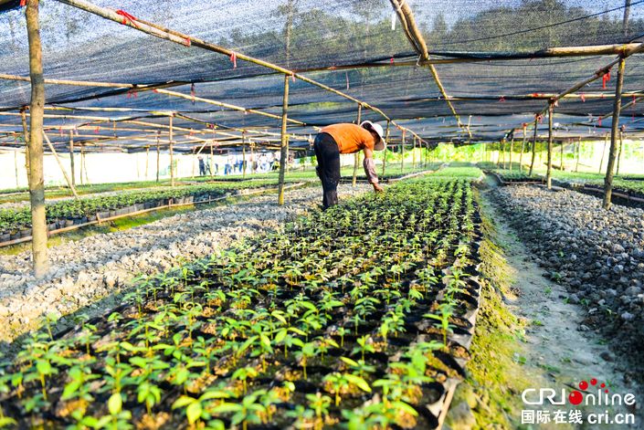 【脱贫攻坚在行动】贵州石阡葛宋村：一年苗圃路 富了穷山沟