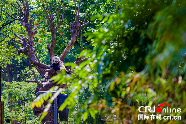 图片默认标题_fororder_2